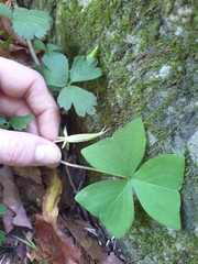 author not stated, no rights reserved Oxalis obtriangulata, photograph author not stated, no rights reserved