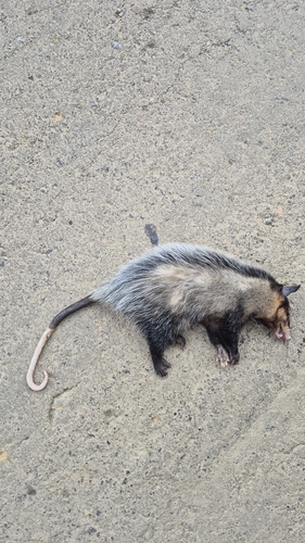Big-eared Opossum