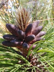 Pinus devoniana