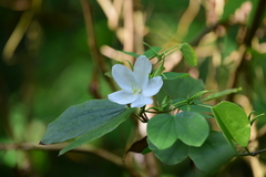Bauhinia acuminata