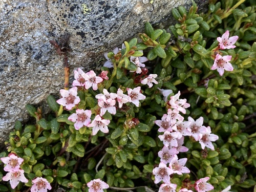 alpine azalea