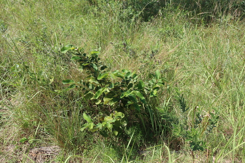 Annona senegalensis, photograph 5