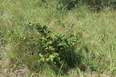Annona senegalensis, photograph (c) Tony Rebelo, some rights reserved (CC BY-SA)
