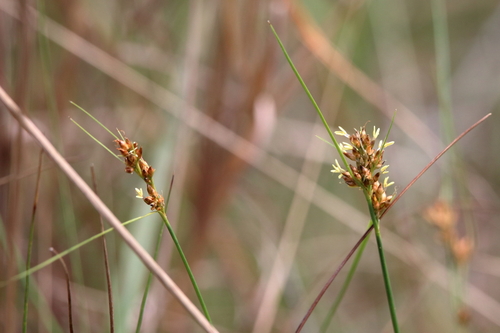 Image of Rhynchospora marliniana by (c) Lauren McLaurin, some rights reserved (CC BY)