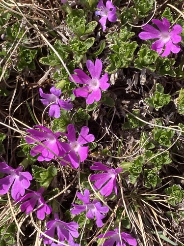 Fairy Primrose