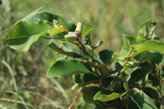 Annona senegalensis, photograph (c) Tony Rebelo, some rights reserved (CC BY-SA)