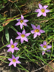 Romulea rosea australis