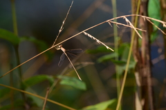 Lestes concinnus