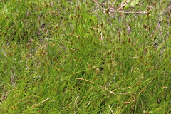 Rhynchospora curtissii