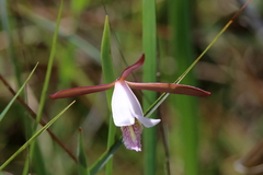 Cleistesiopsis oricamporum