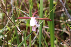 Cleistesiopsis oricamporum