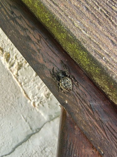 Walnut Orbweaver