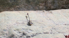 Paragomphus sinaiticus