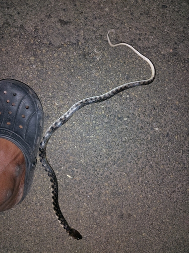 Chequered Keelback