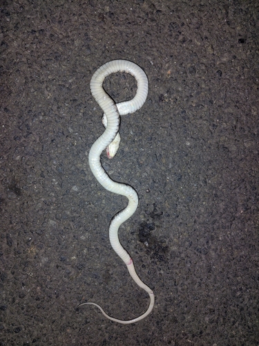 Chequered Keelback