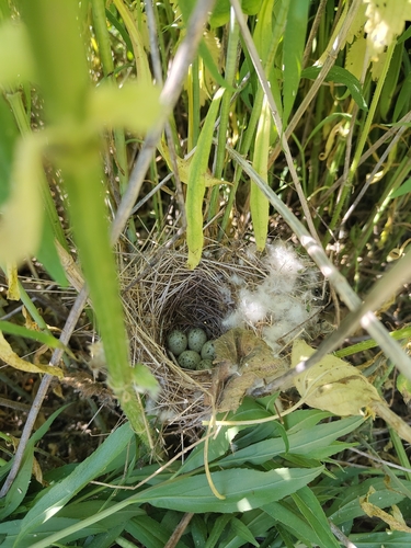 Marsh Warbler
