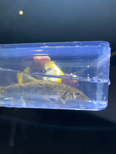 Danube barbel (Barbus balcanicus) — Cyprinidae