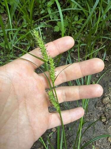 Carex miyabei iNat (3)