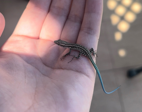 Pelasgian Rock Lizard