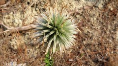 Echinops ritro ritro