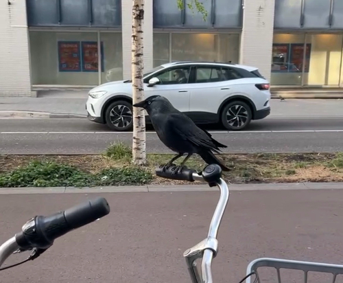 Eurasian Jackdaw