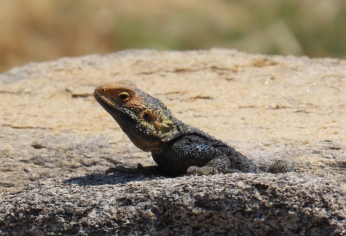 Roughtail Rock Agama