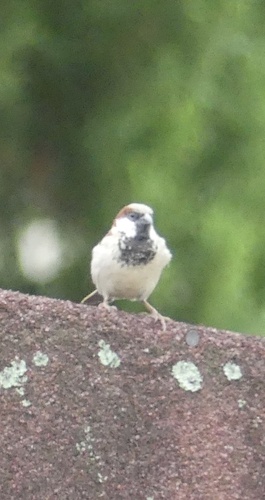 House Sparrow