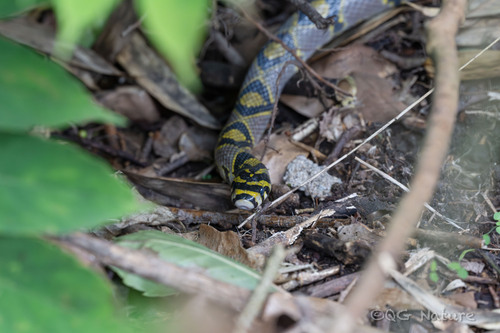 Mandarin Ratsnake