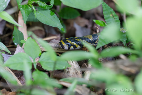 Mandarin Ratsnake