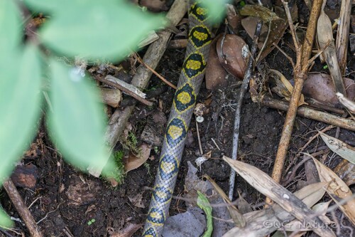 Mandarin Ratsnake