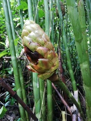 Costus giganteus