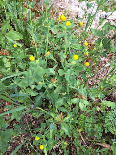 Black Medick