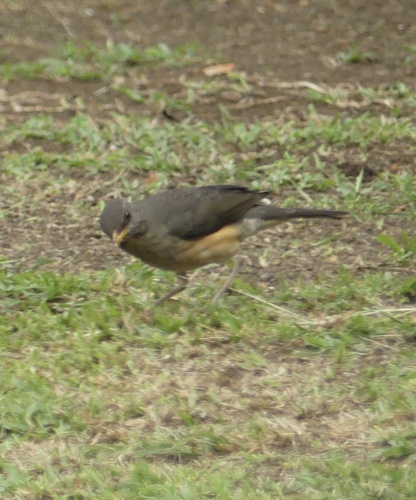 African Thrush