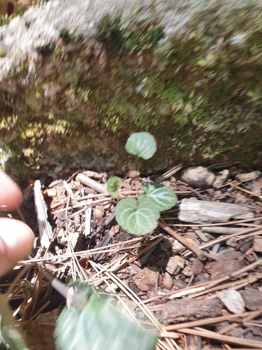 Viola variegata, photograph 6