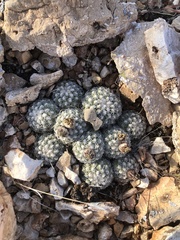 Pediocactus bradyi