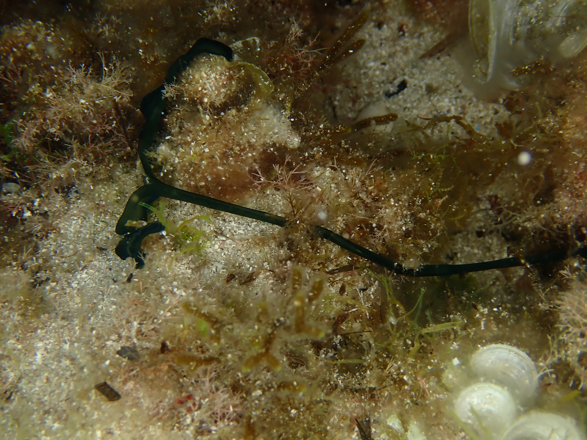 Bonellia viridis Rolando, 1822