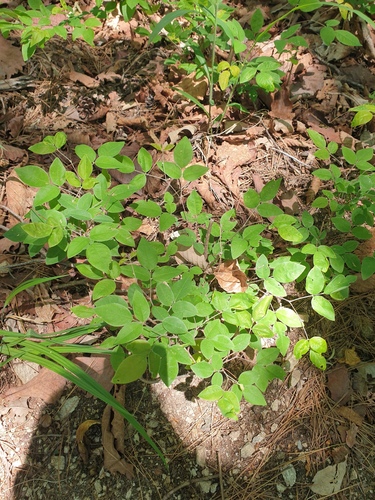 Lespedeza maximowiczii, photograph 4