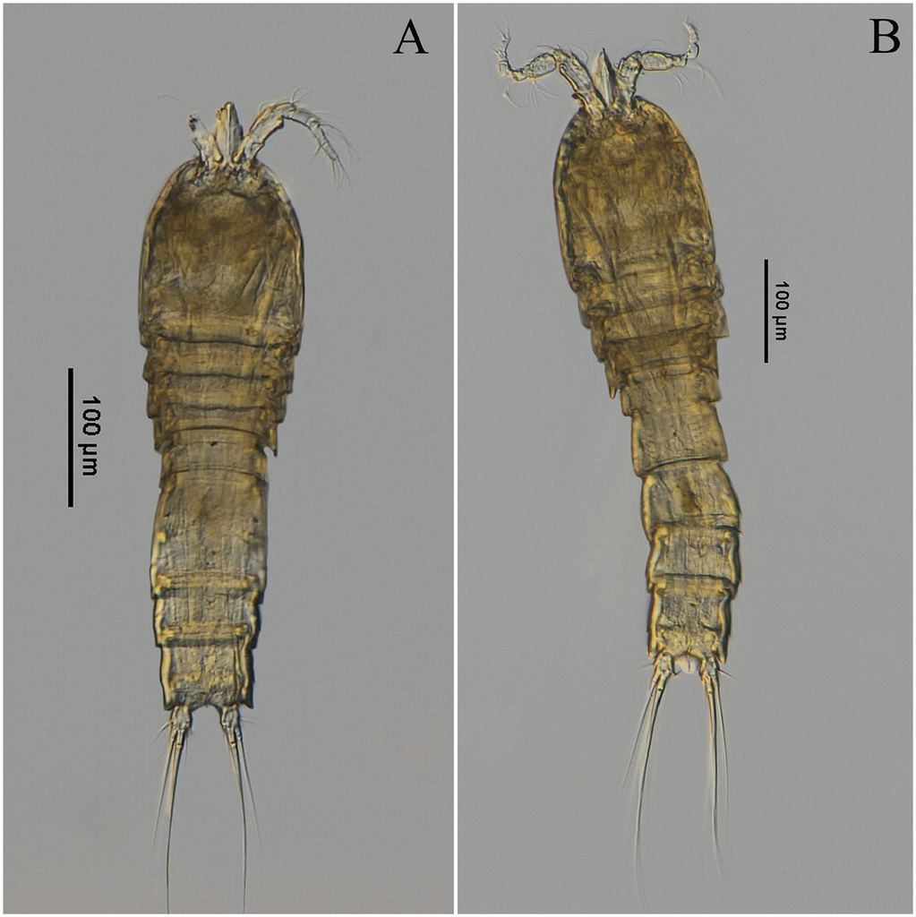 Miraciidae