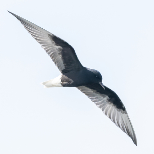 iNaturalist image