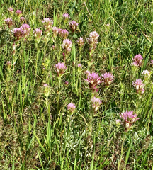 Castilleja densiflora densiflora