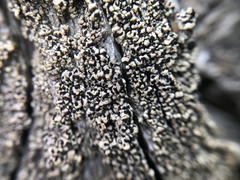 Pycnora praestabilis