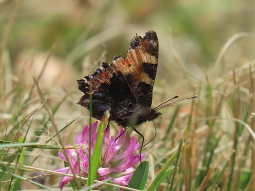 Small Tortoiseshell