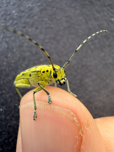 Saperda perforata