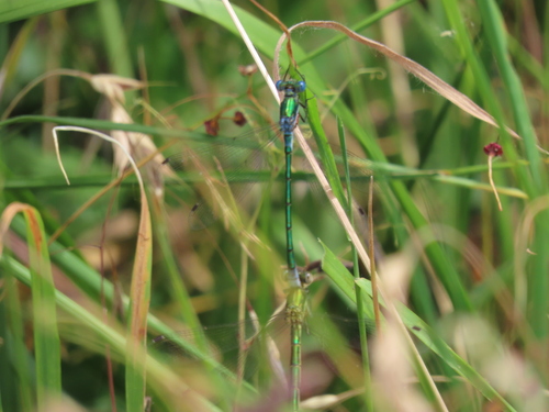 Emerald Spreadwing