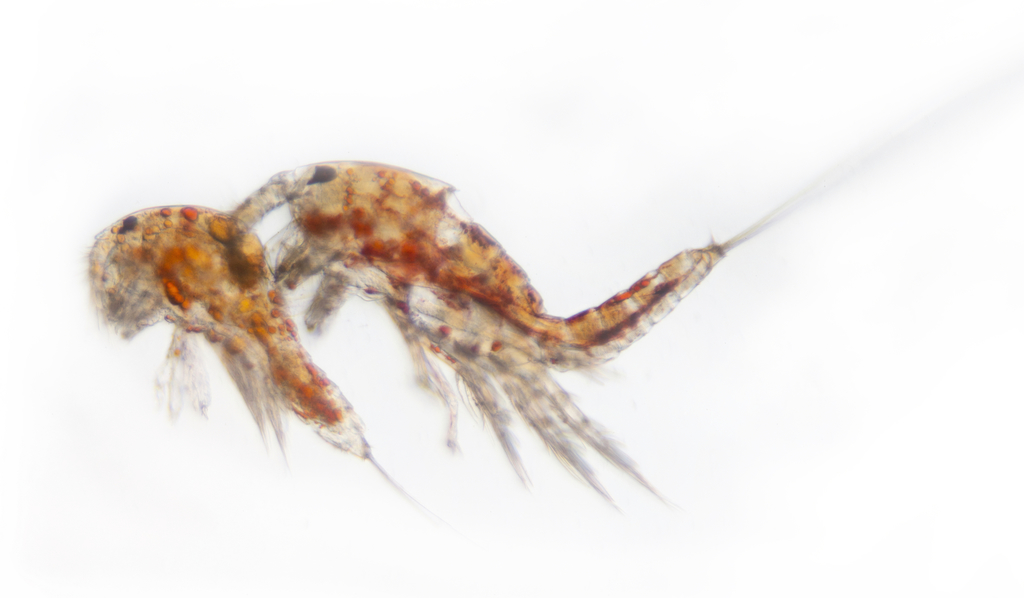 Tigriopus californicus