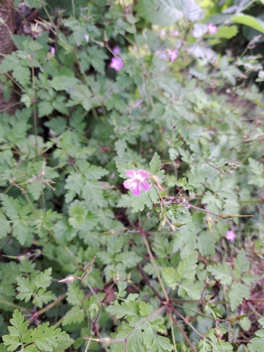 Herb Robert