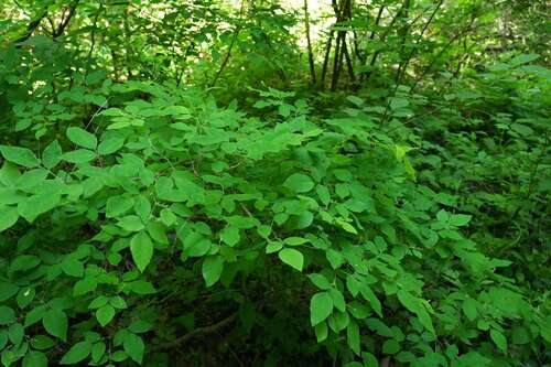 Korean lespedeza