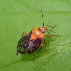Neocapsus