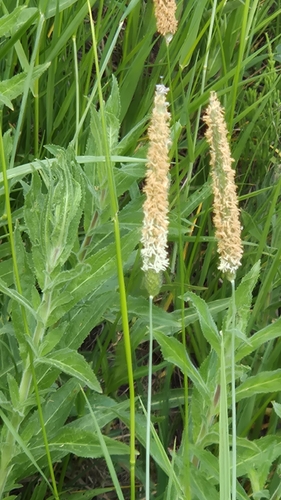 Meadow Foxtail