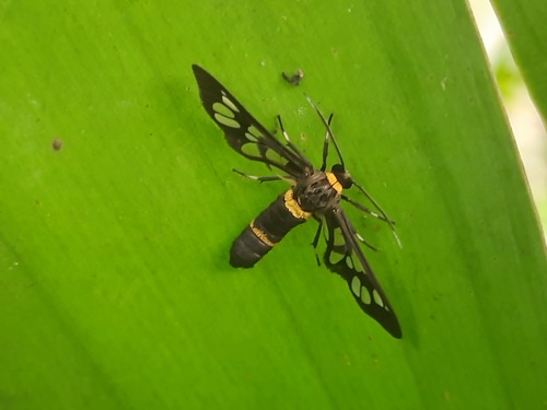 Handmaiden moth
